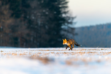 Red Fox (Vulpes Vulpes) running on a meadow covered with snow