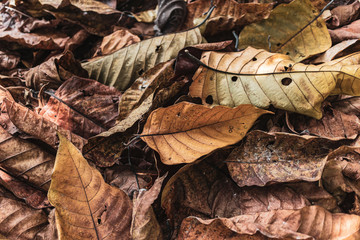 Fototapeta na wymiar Dry autumn leaves falling down and pile up on floor