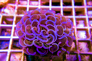 Euphyllia ancora - Beuatiful frag of hammer LPS coral
