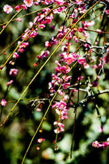 椎田の枝垂れ梅