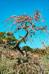 椎田の枝垂れ梅