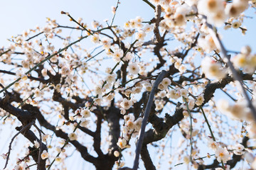 大阪城公園の梅林