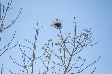 Bird nest on a tree against a blue sky in tropical island Borneo, Malaysia