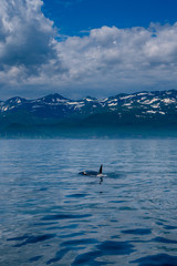 北海道　羅臼の海を泳ぐシャチ