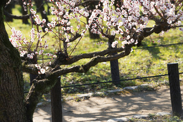 大阪城公園の梅林
