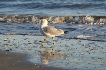Eine Möwe Seagull Vogel beim Sonnenuntergang am Strand von Florida, Beine im Sand und Wellen im...