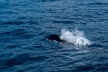 Fototapeta premium 北海道 羅臼の海を泳ぐシャチ