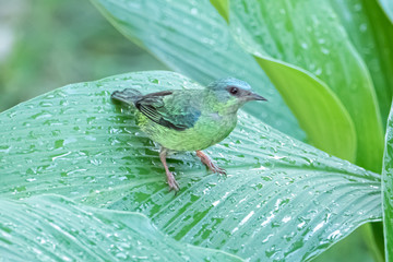 The blue dacnis (dacnis cayana) in the Atlantic Forest