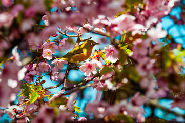 桜とメジロ
