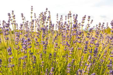  Fleurs de lavande de l'&icirc;le d'Orl&eacute;ans