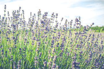  Fleurs de lavande de l'&icirc;le d'Orl&eacute;ans