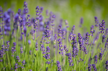  Fleurs de lavande de l'&icirc;le d'Orl&eacute;ans
