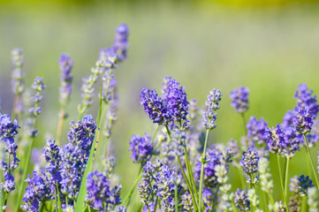  Fleurs de lavande de l'île d'Orléans