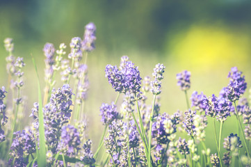  Fleurs de lavande de l'&icirc;le d'Orl&eacute;ans