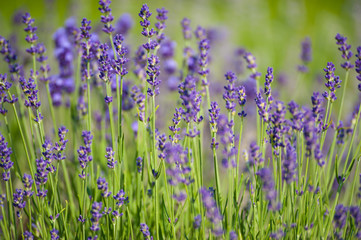  Fleurs de lavande de l'&icirc;le d'Orl&eacute;ans
