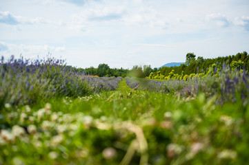 Fleurs de lavande de l'&icirc;le d'Orl&eacute;ans Qu&eacute;bec, Canada