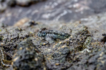 潮溜まりのタマカエルウオ　小笠原