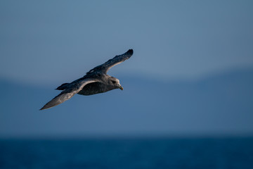 北海道　羅臼　フルマカモメ