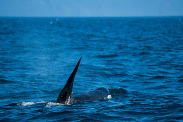 Obraz premium 北海道 羅臼の海を泳ぐシャチ