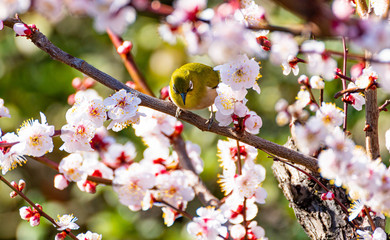 梅の花とメジロ、日本の春の風景