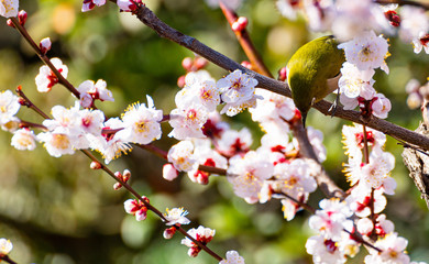 梅の花とメジロ、日本の春の風景