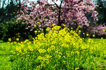 Fototapeta premium 豊前の菜の花