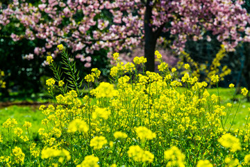 豊前の菜の花