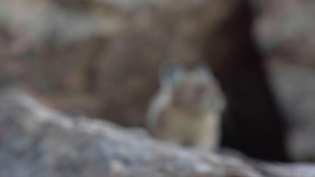 Pike with an Audible Squeak