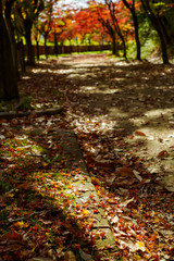 Fototapeta premium 秋・紅葉の通り抜けと落葉