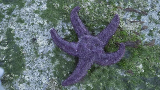Ocre Sea Star on Rocks