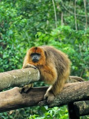 jungle monkey