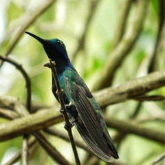 bird on a branch
