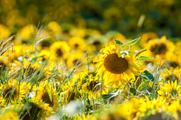  Champ de tournesols jaunes, Ile d'Orl&eacute;ans