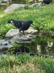 pigeon on a rock