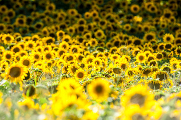  Champ de tournesols jaunes, Ile d'Orl&eacute;ans