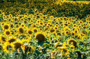  Champ de tournesols jaunes, Ile d'Orl&eacute;ans