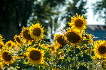  Champ de tournesols jaunes, Ile d'Orl&eacute;ans