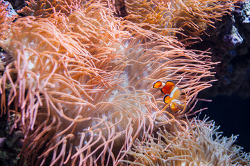 Pesce pagliaccio
