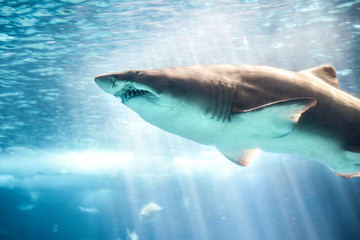 Shark