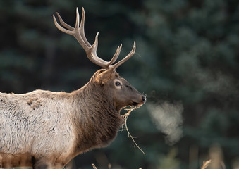 Elk in Jasper Canada