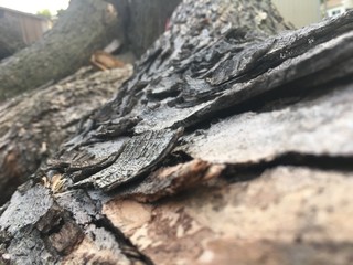 lizard on rock