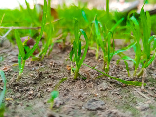 Green grass in the garden