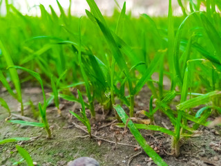 Green grass in the garden
