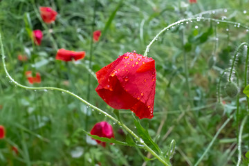 Flor amapola roja con gotas de agua sobre fondo verde de vegetación