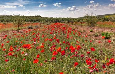 Campo de amapolas rojas en primavera