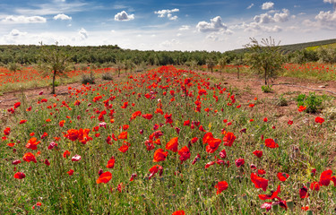 Obraz premium Campo de amapolas rojas en primavera