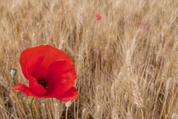 Flor de amapola roja en un campo de trigo