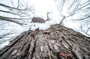 Vue de l'arbre d'en bas en hiver