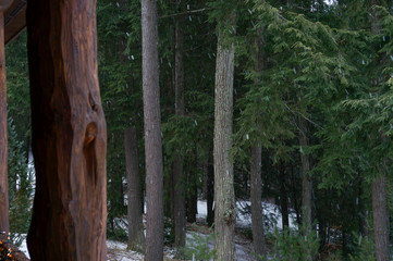 forest in winter