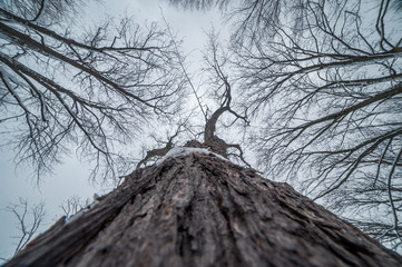 Vue de l'arbre d'en bas en hiver